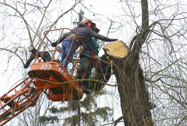 Ağaççılar bir ağacın dallarını elektrikli testereyle kestiler. Kamyona monte edilmiş asansörle. Kiev, Ukrayna.