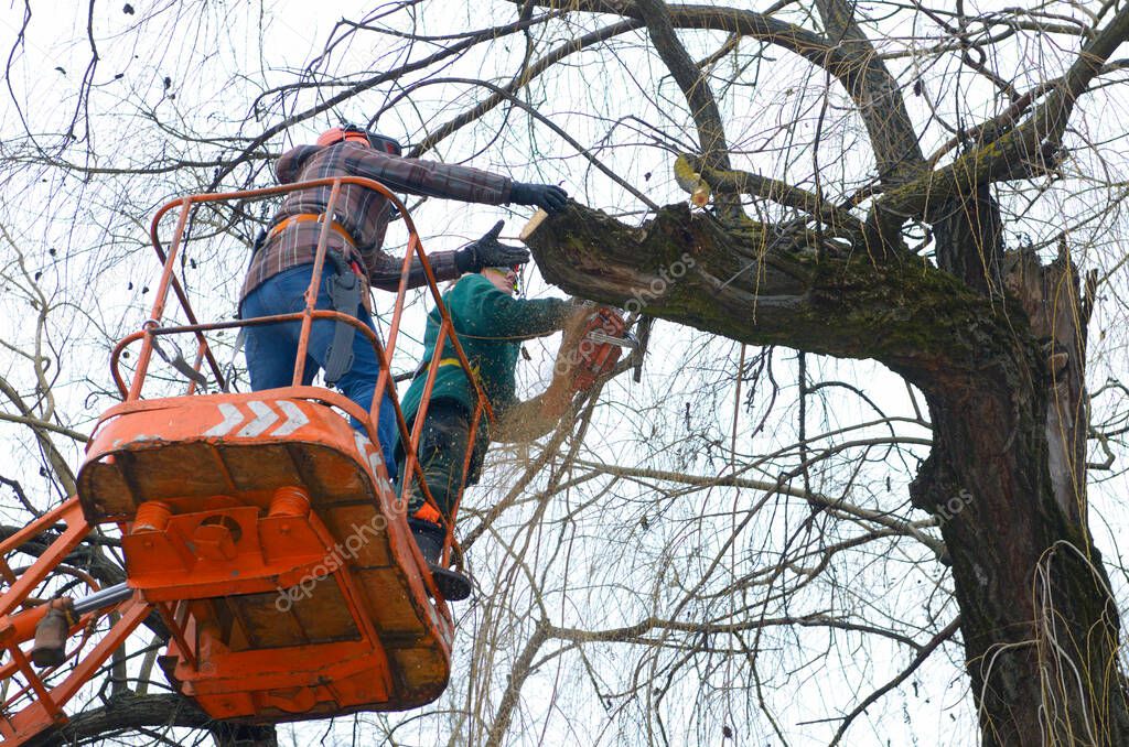 Arborists cut branches of a tree with chainsaw using truck-mounted lift. Kiev, Ukraine.