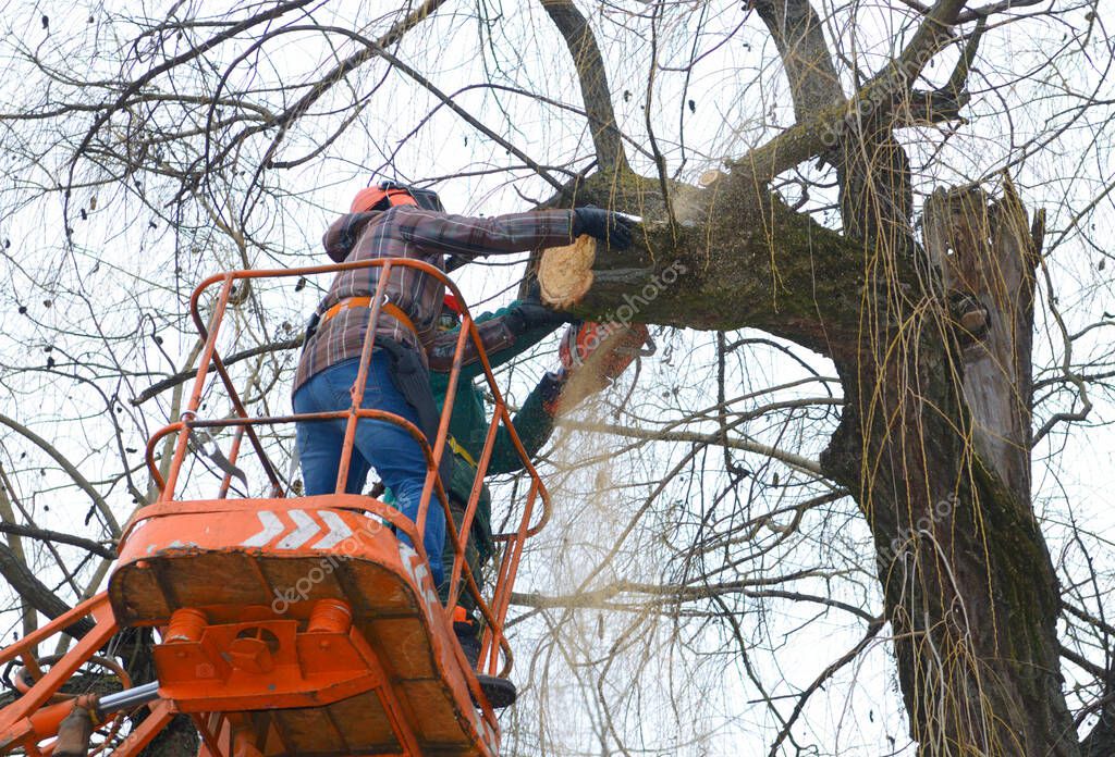 Arborists cut branches of a tree with chainsaw using truck-mounted lift. Kiev, Ukraine.