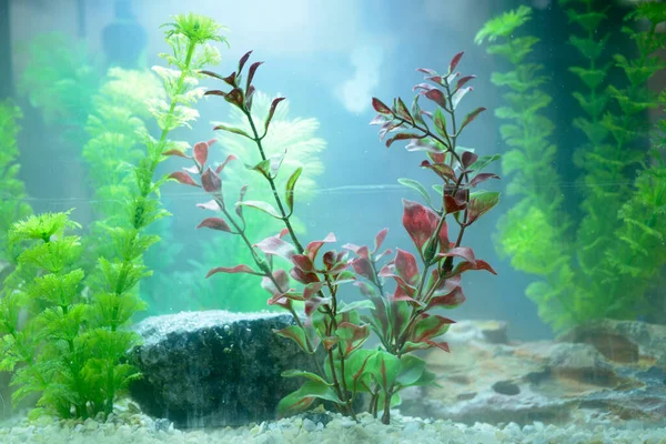 Aquarienzucht. Dekorationen und Pflanzen in einem mit Wasser gefüllten Aquarium — Stockfoto