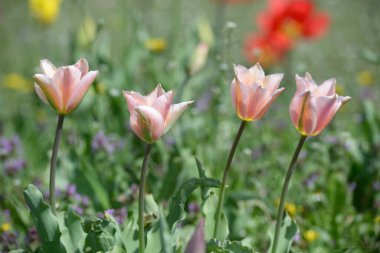Şehir parkındaki çimlerde büyüyen pembe laleler bulanık bir arka planın önünde.