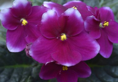 Mor menekşelerin yakın çekimi bulanık bir arkaplanda çiçek açar.