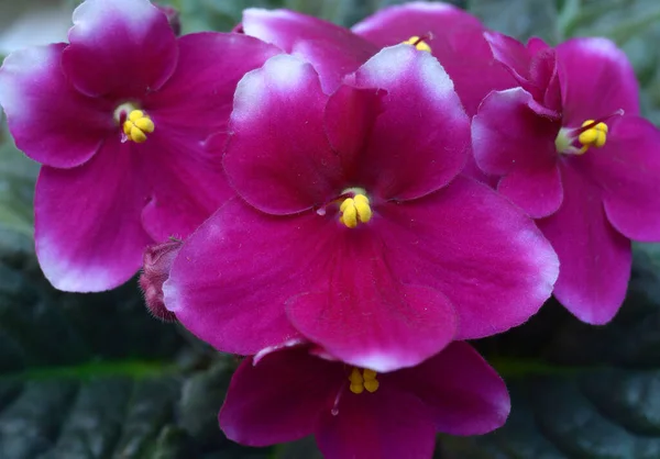 Lila Ibolya Virágzásának Közelsége Homályos Háttérrel — Stock Fotó