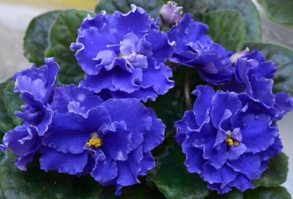 Kék Ibolyavirág Közeli Képe Homályos Háttérrel — Stock Fotó