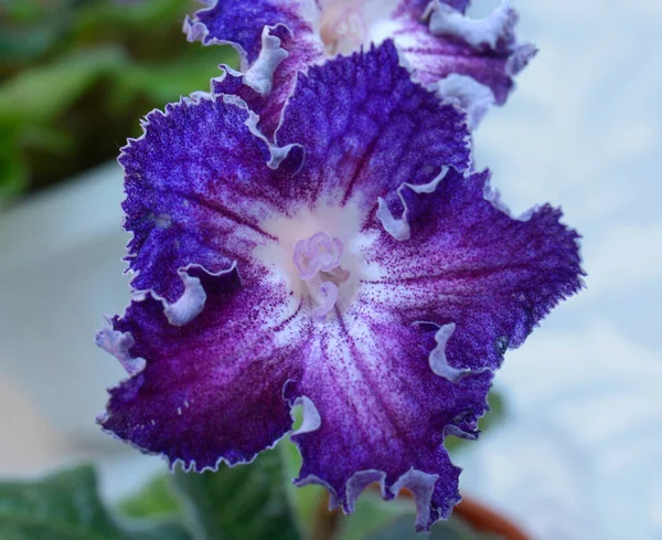 Close Van Blauwe Viooltjes Bloeien Een Wazige Achtergrond — Stockfoto