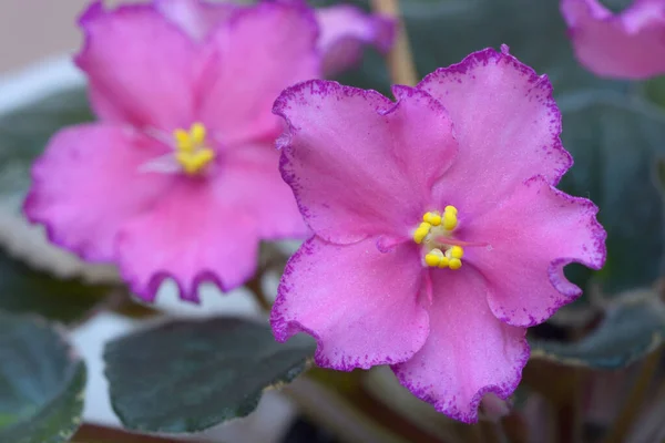 Rózsaszín Ibolyavirág Közeli Képe Homályos Háttérrel — Stock Fotó