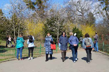 Şehir parkında yürüyen insanlar, arka planda beyaz manolya çiçekleri. 20 Mart 2019. Kiev, Ukrayna