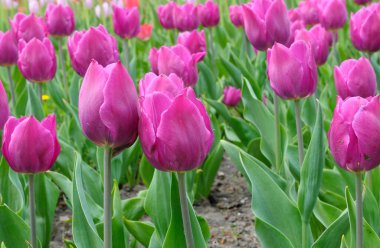 Fleming bayrağının parka diktiği lalelerin yakın plan görüntüleri.