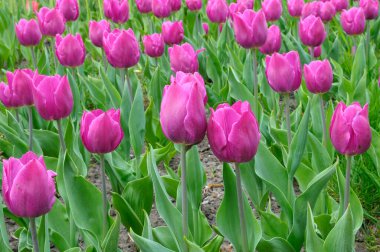 Fleming bayrağının parka diktiği lalelerin yakın plan görüntüleri.