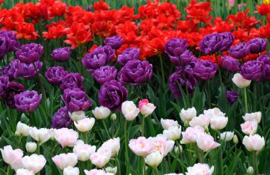 Parka dikilmiş kırmızı, mor ve beyaz lalelerin yakın çekimi