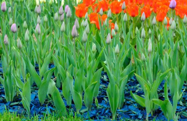 Şehir parkında büyüyen parlak kırmızı laleler ve tomurcuklar..