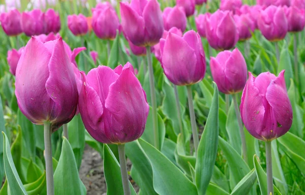 Fleming bayrağının parka diktiği lalelerin yakın plan görüntüleri.