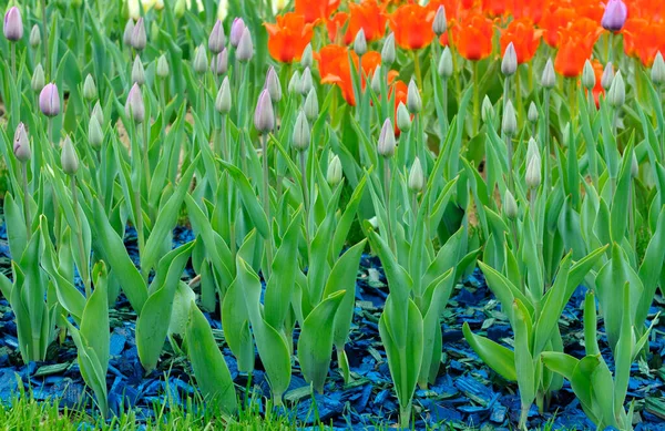 Şehir parkında büyüyen parlak kırmızı laleler ve tomurcuklar..