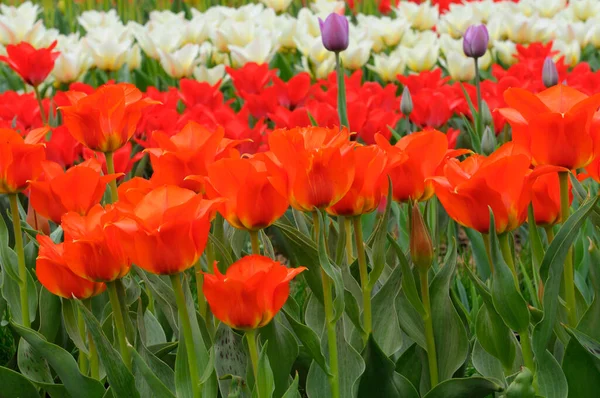 Şehir parkına dikilmiş kırmızı lalelerin yakın çekimi.