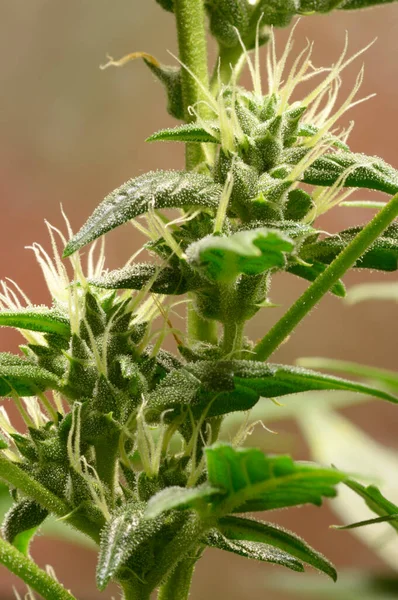 Medical Cannabis Bud Blossoming Trichomes Inflorescence Plant Visible — Stock Photo, Image