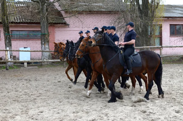 Manege 'de atlı polis ekibi ata biniyor. 12 Haziran 2018. Kiev, Ukrayna