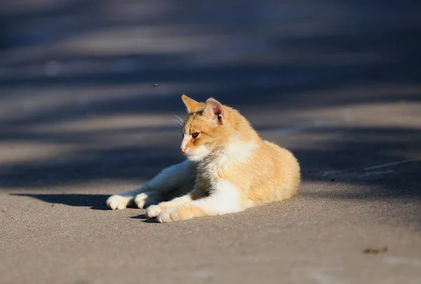 Vörös Kóbor Macska Sütkérezik Napon Földön — Stock Fotó