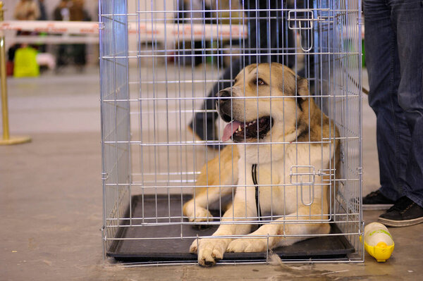Dog of alabay breed lying in a kennel, owner legs standing near.