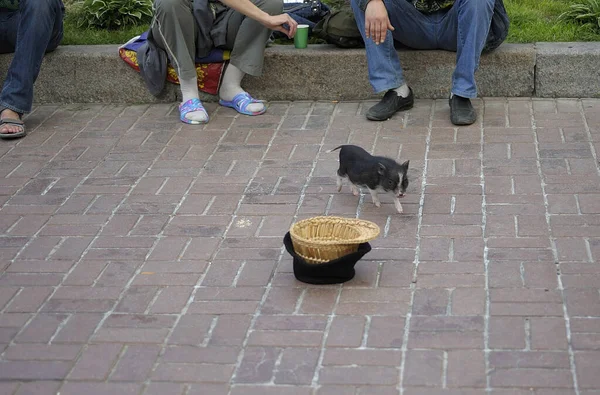 Beggars begging money using mini pig performing tricks, hat placed on the pavement. May 19, 2019. Kyiv, Ukraine