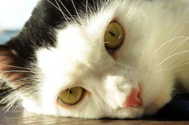 Sarı gözlü kedi bir balkonun pencere eşiğinde, mavi gökyüzü de arka planda yatıyor..