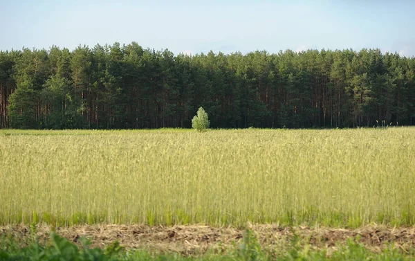 Floresta Campo Trigo Amadurecido Desfocado Céu Azul Ucrânia — Fotografia de Stock