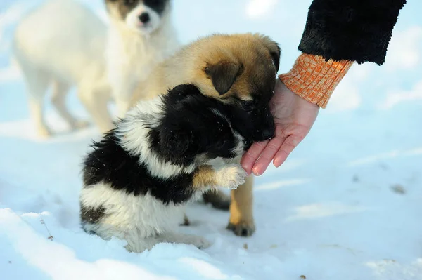 Street stray dog puppies eating from woman hand on the snow in the city park.