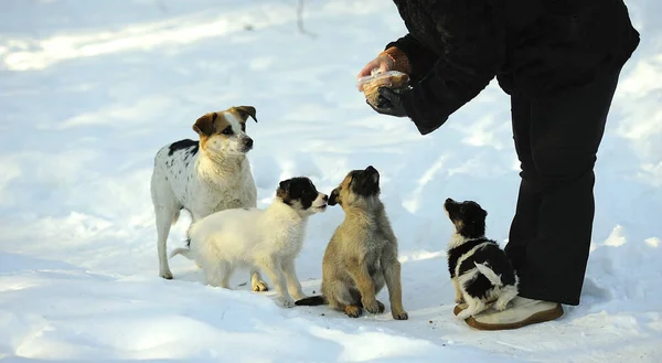 Street stray dog puppies eating from woman hand on the snow in the city park.