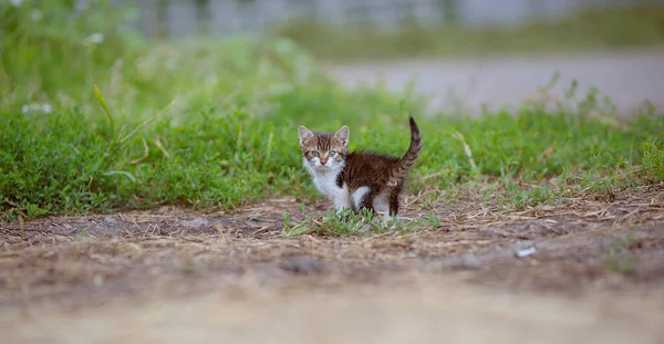 White Brown Striped Stray Kitten Walking Rural Street Alone Mena — Stock Photo, Image