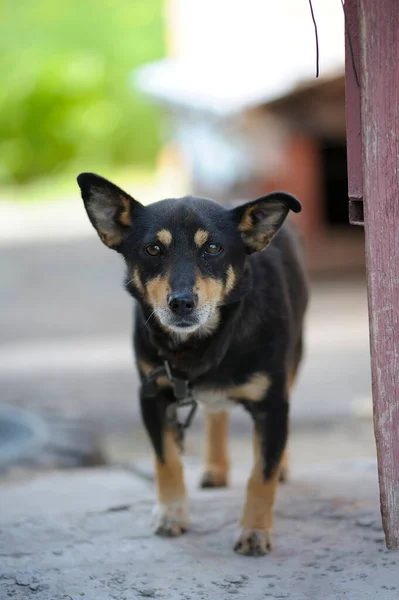 Old sad mongrel watchdog in metal chains guarding yard of the rural household, wooden doghouse on a background. Ukraine