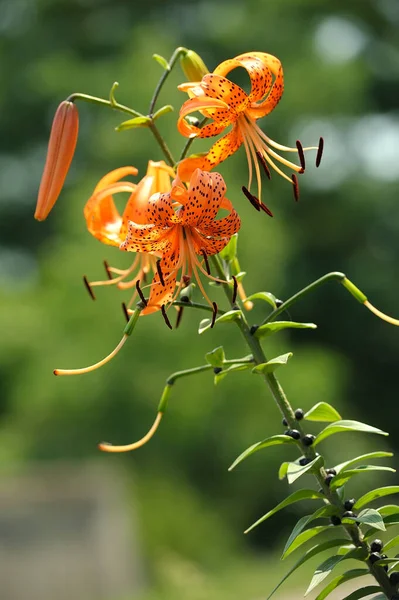 Tiger Lily Flowers Blooming Blurred Background —  Fotos de Stock