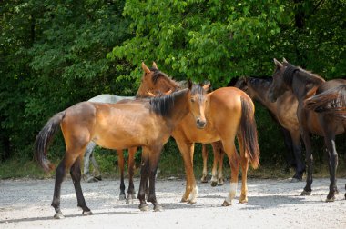 Herd of horses standing on a rural dirt road. Vysokoe village, Crimea.