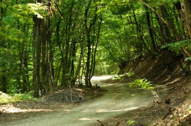 Dirt road leading into depths of a forest. Place near Shyrokoe village, Crimea.