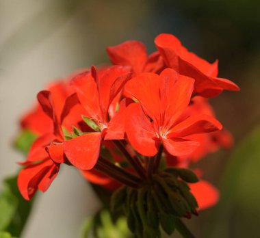 Sardunya kırmızısı Pelargonium engizisyon çiçekleri bahçede çiçek açıyor, yakın plan.