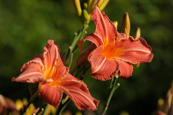 Flor Híbrido Diurno Hemerocallis Floreciendo Jardín Estambres Pistilos —  Fotos de Stock