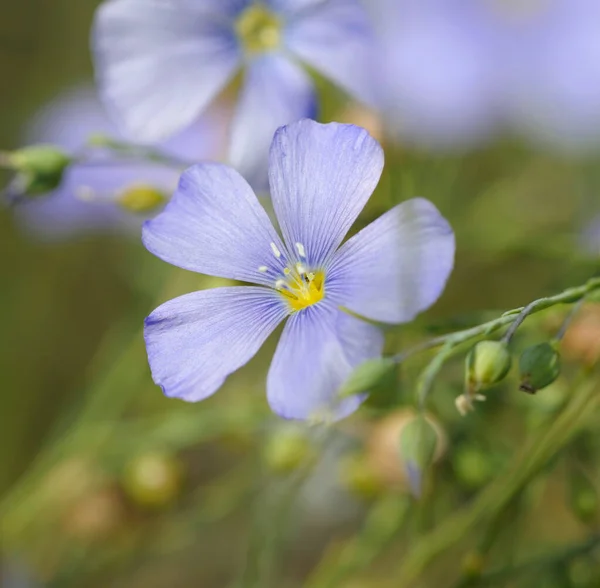 Квіти Звичайного Льону Linum Usitatissimum Цвіте Полі — стокове фото
