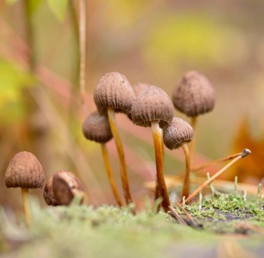 Psilosibe mantarları yerde, ormanda yetişiyor..