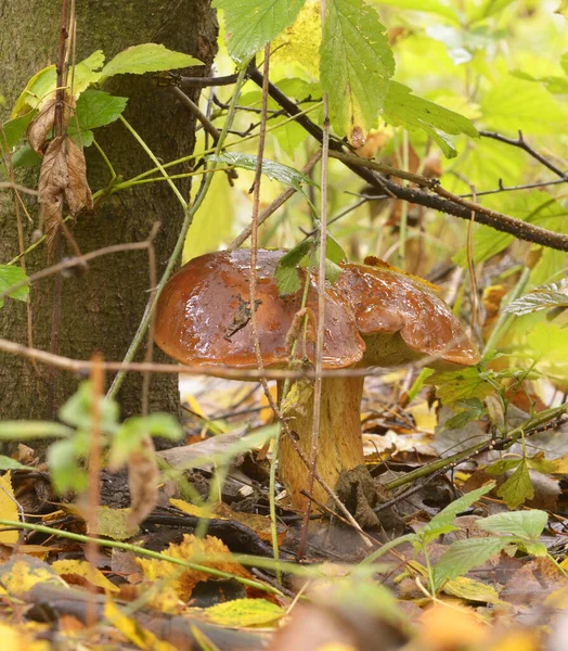 Porcini Aux Champignons Boletus Edulis Poussant Sur Sol Dans Forêt — Photo