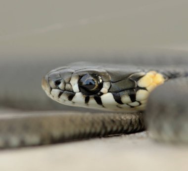 Çim yılanının başı, Natrix natrix, yerde yatıyor, yakın plan.