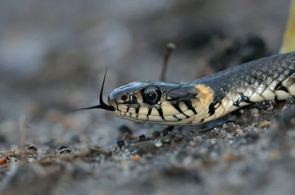 Cabeça Cobra Grama Natrix Natrix Rastejando Mostrando Sua Língua Bifurcada — Fotografia de Stock
