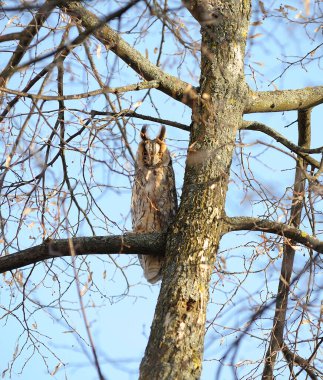 Baykuş kamuflajı ağacın dalları arasında saklanıyor, kış..