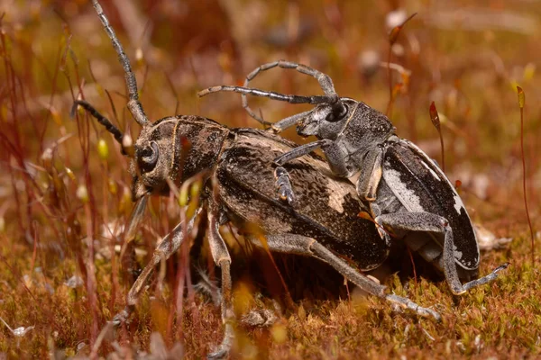 Bel Böceği Oduncu Yerde Çiftleşiyor — Stok fotoğraf
