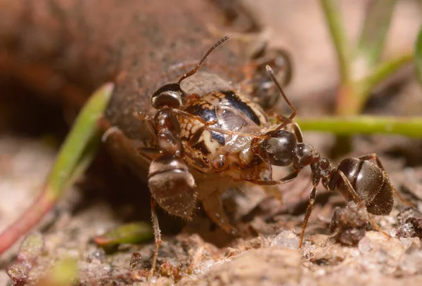 地面に毛虫を食べるアリ — ストック写真