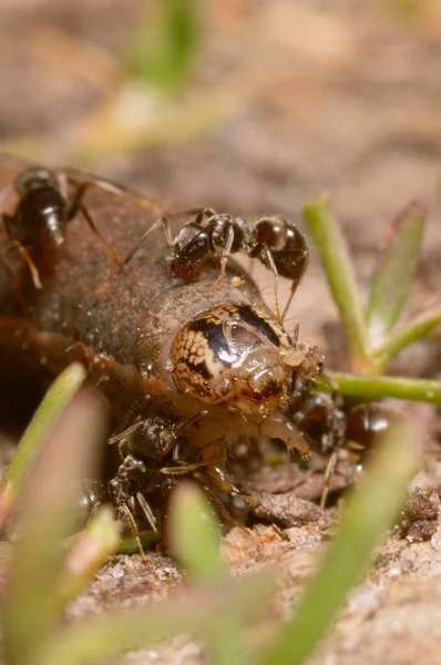 Hormigas Comiendo Oruga Suelo — Foto de Stock