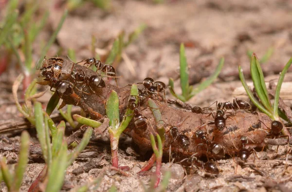 Karıncalar Yerde Tırtıl Yiyor — Stok fotoğraf