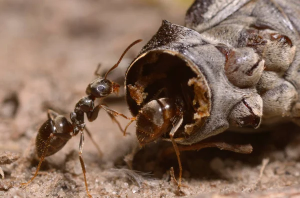 Ameisen Fressen Raupe Boden — Stockfoto