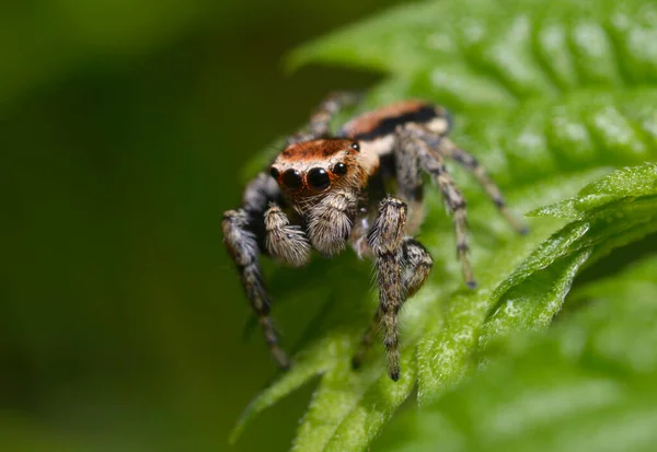 Sıçrayan Örümcek Salticidae Yaprağın Üzerinde Oturuyor — Stok fotoğraf