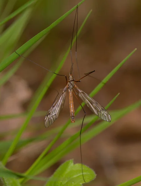 Crane Fly Tipulidae Sitting Plant Stem Blurred Background — Stock Photo, Image