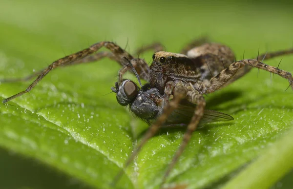 Son Tango Kurt Örümcek Lycosidae Bir Yaprağın Üzerinde Oturuyor Bir — Stok fotoğraf
