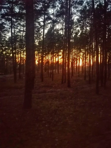 森林里的落日 — 图库照片
