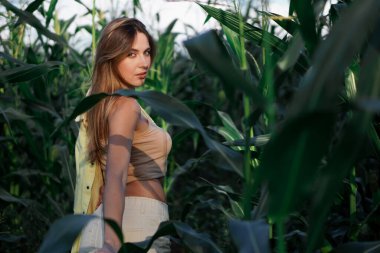 Beyaz ceketli güzel bir model kız mısır tarlasının çalılıklarında poz veriyor, saplarını elleriyle tutuyor. Güzellik ve moda.